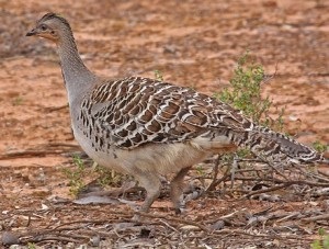 Incubatoare naturale, zoozagadki