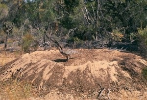 Incubatoare naturale, zoozagadki