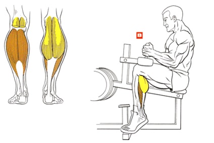 Squats cu pompare pentru mușchi de vițel, enciclopedie de culturism