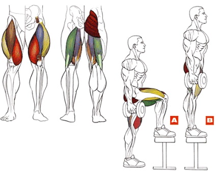 Присідання зі накачати нання для литкових м'язів, енциклопедія бодібілдингу