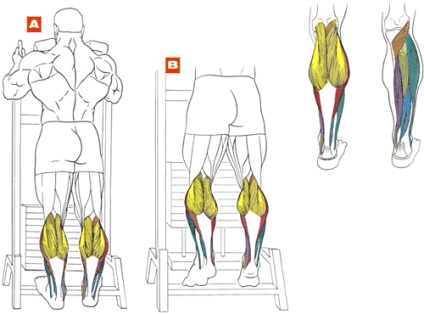 Squats cu pompare pentru mușchi de vițel, enciclopedie de culturism