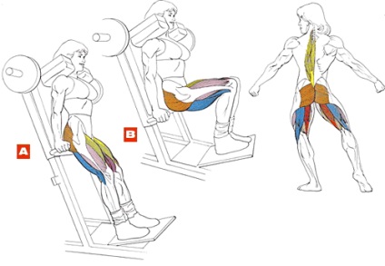 Присідання зі накачати нання для литкових м'язів, енциклопедія бодібілдингу