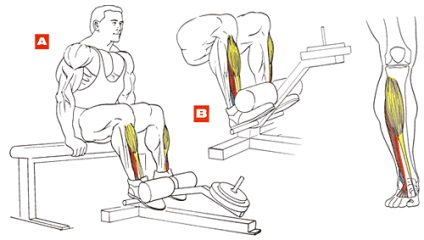 Присідання зі накачати нання для литкових м'язів, енциклопедія бодібілдингу