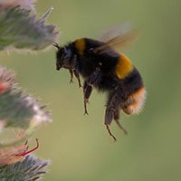 Értékesítés méz Európában, nagykereskedelmi