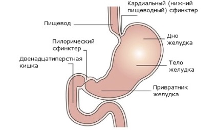 Продукти, корисні для шлунка - будьте здорові