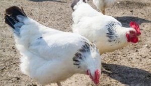 Produktív fajtájú csirkék tenyésztési és jellemzői - celhozportal