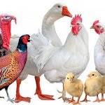 Produktív fajtájú csirkék tenyésztési és jellemzői - celhozportal