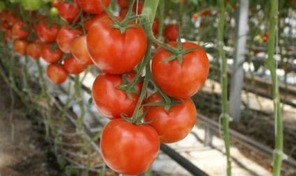 Producția de pastă de tomate cum să deschidă o fabrică și ce echipament să cumpere, tehnologia de fabricație