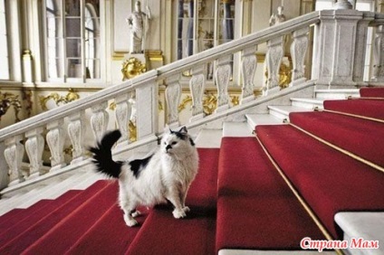 Despre pisicile din St. Petersburg sau aterizarea pufoasă