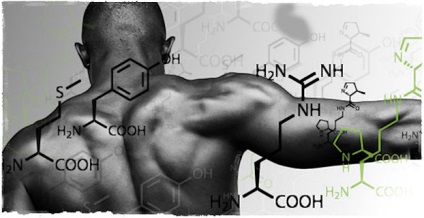 Proteina și bcaa accelerează creșterea masei