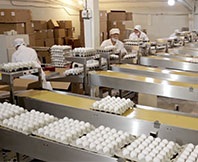 Птахофабрика в спб, сайт птахофабрики Оредеж, виробництво курячих яєць на птахофабриці, ціни,