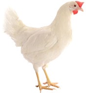 Птахофабрика в спб, сайт птахофабрики Оредеж, виробництво курячих яєць на птахофабриці, ціни,