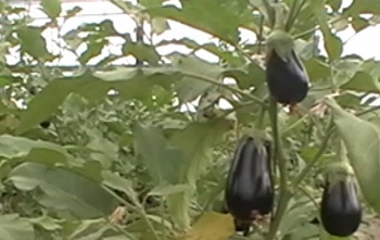 Розмноження баклажанів як отримати рослини з насіння