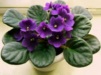 Reproducerea frunzei violete în casă - metode și caracteristici de bază