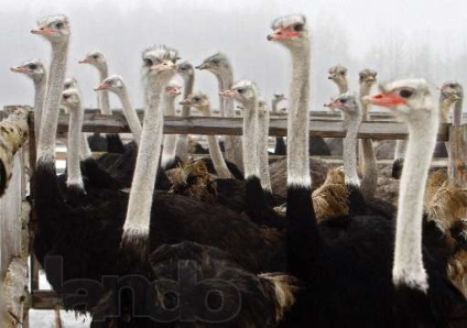 Розведення страусів