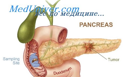 Dezvoltarea pancreasului 1