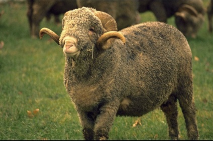 Розводимо овець породи гірські мериноси