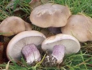 Рецепти приготування грибів вовнянки, Обабко і рядовики
