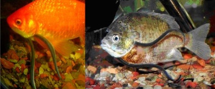 Риба кандіру - сомик паразит ВанДеллен