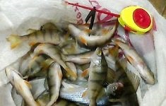 Horgászat Sukhona