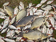Horgászat Karélia Savage tavak, folyók - a legjobb helyeket