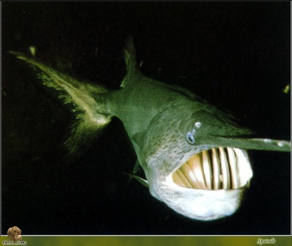 Риба з носом - інфоглаз