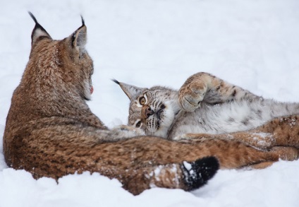 Lynx sau note despre pisici mari