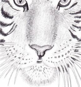Малюнок тигра олівцем поетапно - як намалювати коня поетапно малюнок коня олівцем