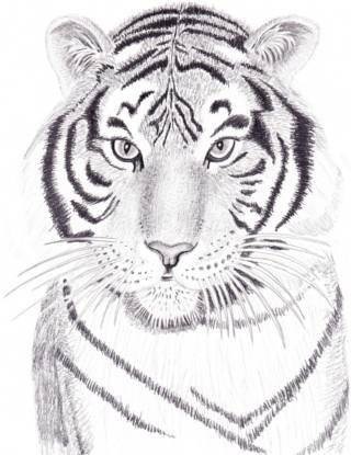 Малюнок тигра олівцем поетапно - як намалювати коня поетапно малюнок коня олівцем
