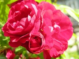 Rose flammentants skandináv jellegű -rasteniya -p -Article