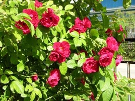 Rosa de foc cu caracter nordic-plante -p-articole
