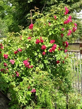 Роза фламментанц з нордичним характером-рослини -р -статті