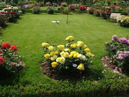 Rózsafüzér park bagatell (rózsafüzér) Rózsafüzér Bagatelle park