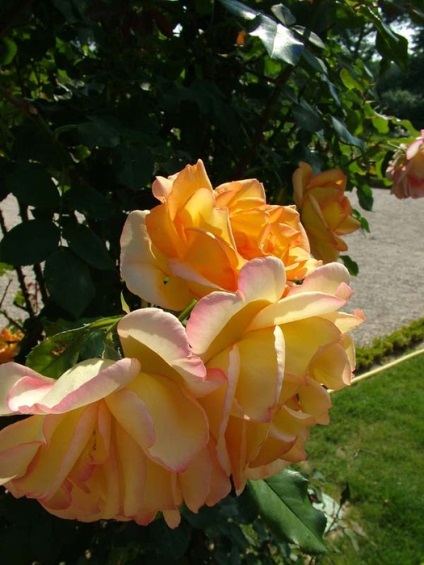 Rózsafüzér park bagatell (bagatell) Rózsafüzér Bagatelle park