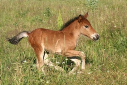 Nașterea unui păianjen - un loc despre cai