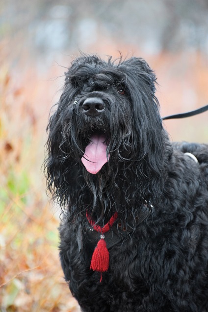 Terrierul negru rusesc - Zooinform-City