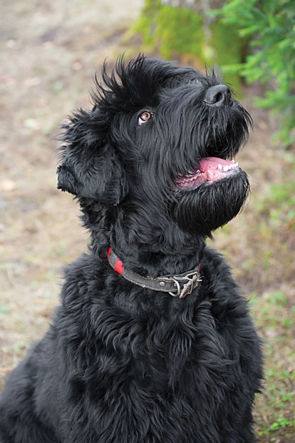 Terrierul negru rusesc - Zooinform-City