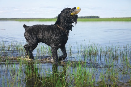 Orosz Fekete Terrier - zooinform Város