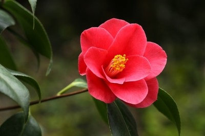 Grădina camellia crescând în plantațiile deschise de pământ și îngrijire, reproducere, iernare