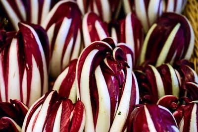 Radicchio salata este un italian adevărat