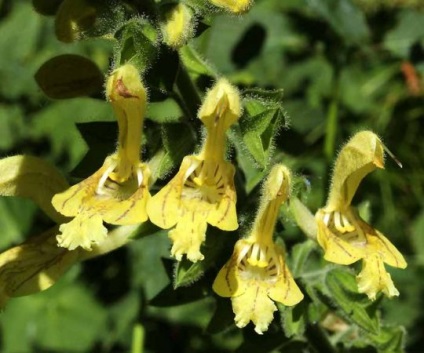 Salvia cele mai bune note, fotografii flori de fotografie atunci când plantarea răsaduri