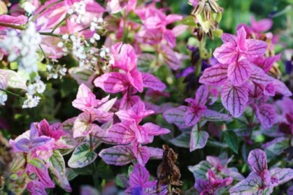 Salvia cele mai bune note, fotografii flori de fotografie atunci când plantarea răsaduri