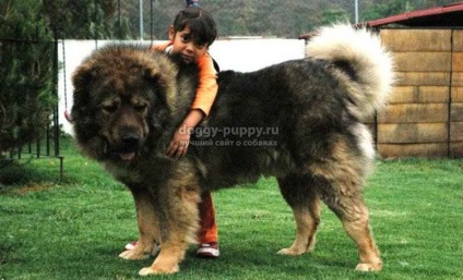 A legtöbb nagytestű kutyáknak különösen egy fotó és az ár - a legjobb helyen a kutyák - Animal Kingdom