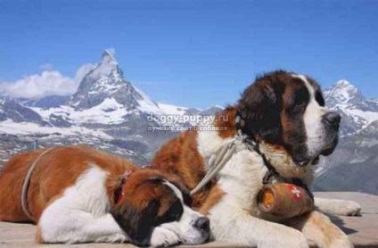 A legtöbb nagytestű kutyáknak különösen egy fotó és az ár - a legjobb helyen a kutyák - Animal Kingdom