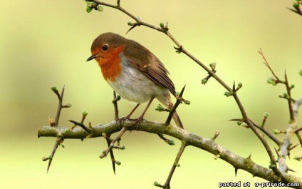 Cele mai interesante fapte despre animale - poze - photo nature