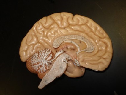 Найменший мозок в світі - анатомія