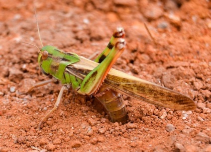 Locust - o insectă periculoasă