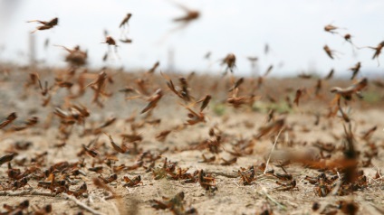 Locust - o insectă periculoasă