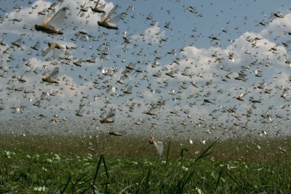 Locust - o insectă periculoasă