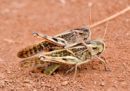 Locust - o insectă periculoasă